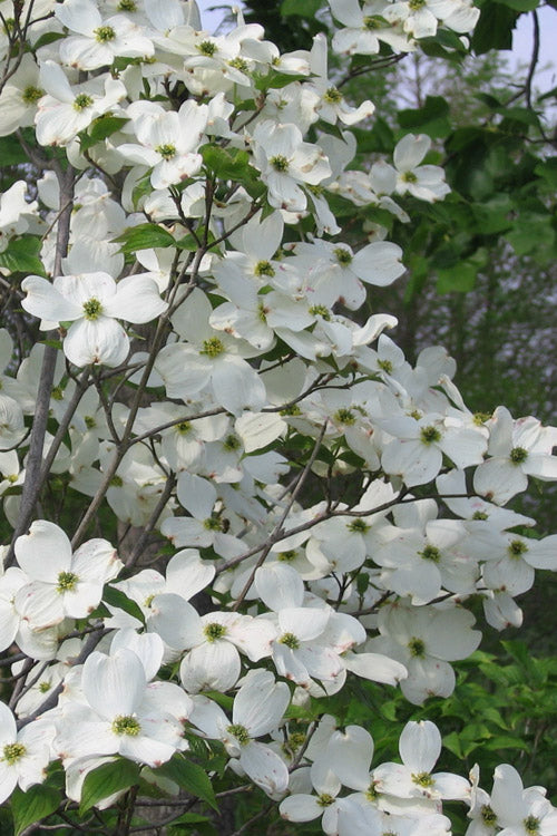  Appalachian Spring White Dogwood - 3 Gallon Pot (2-3')