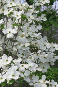  Appalachian Spring White Dogwood - 3 Gallon Pot (2-3')
