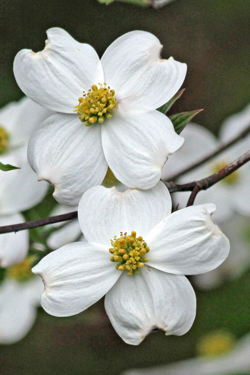  Appalachian Spring White Dogwood - 3 Gallon Pot (2-3')