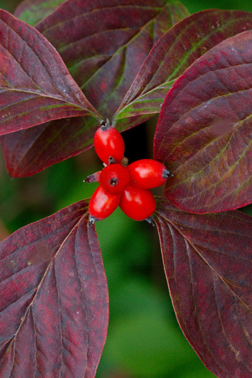  Appalachian Spring White Dogwood - 3 Gallon Pot (2-3')