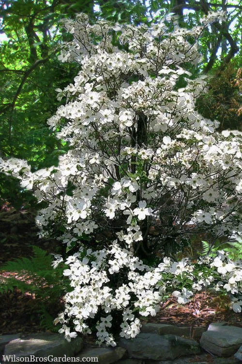  Appalachian Spring White Dogwood - 3 Gallon Pot (2-3')
