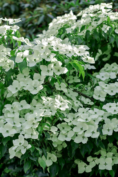  Blue Ray White Chinese Dogwood - Cornus Kousa - 5 Gallon Pot (4-5')