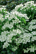  Blue Ray White Chinese Dogwood - Cornus Kousa - 5 Gallon Pot