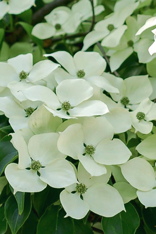  Blue Ray White Chinese Dogwood - Cornus Kousa - 5 Gallon Pot (4-5')