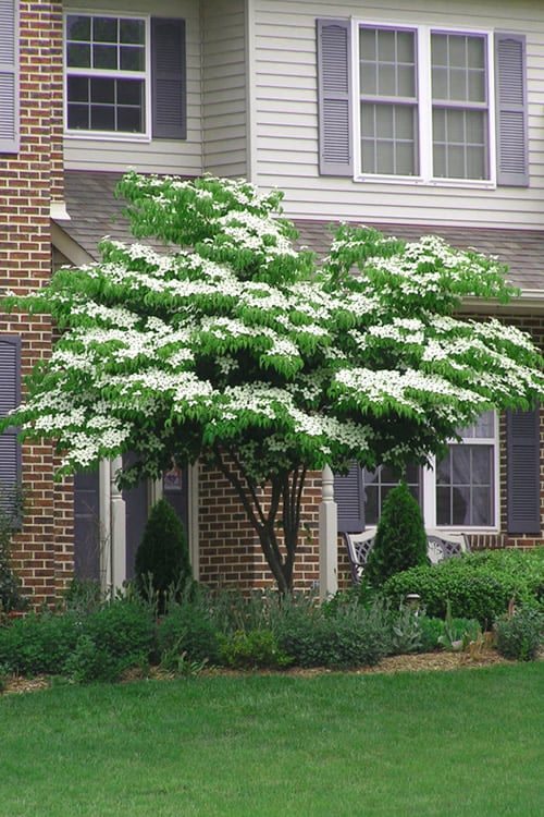  Blue Ray White Chinese Dogwood - Cornus Kousa - 5 Gallon Pot