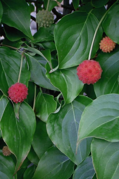  Blue Ray White Chinese Dogwood - Cornus Kousa - 5 Gallon Pot