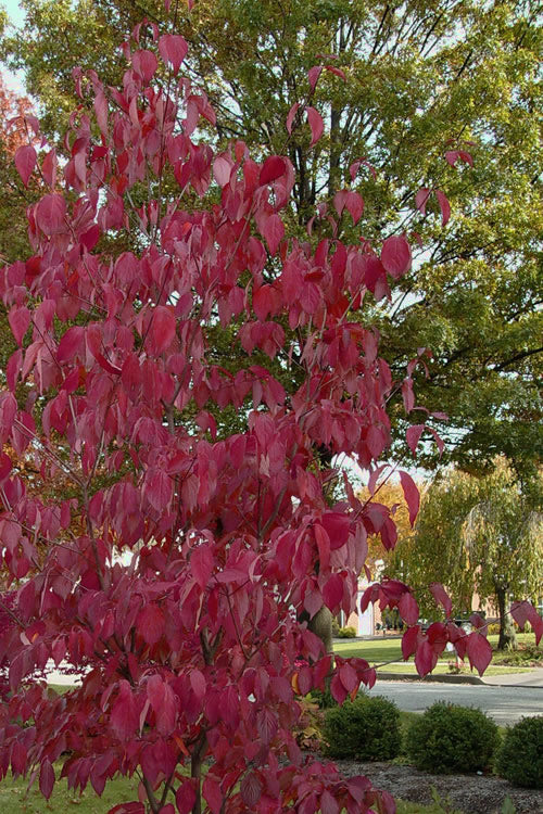  Blue Ray White Chinese Dogwood - Cornus Kousa - 5 Gallon Pot (4-5')