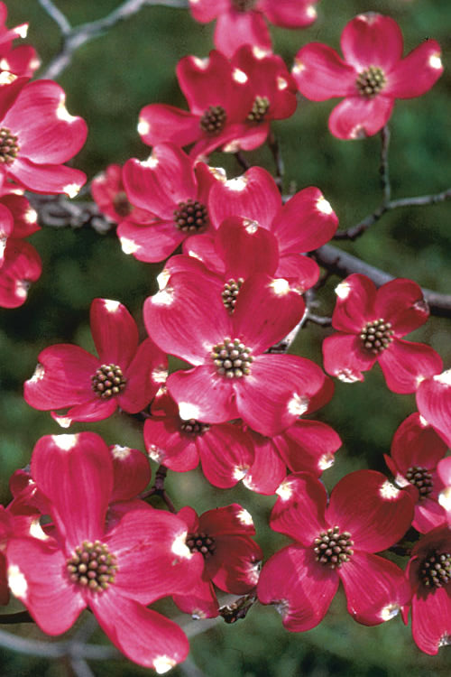  Cherokee Brave Red Dogwood Tree - Cornus Florida- 5 Gallon Pot (5-6')