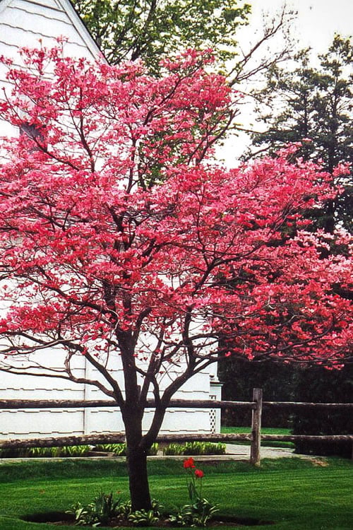  Cherokee Brave Red Dogwood Tree - Cornus Florida - 3 Gallon Pot 
