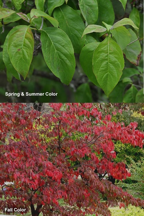  Cherokee Brave Red Dogwood Tree - Cornus Florida - 7 Gallon Pot