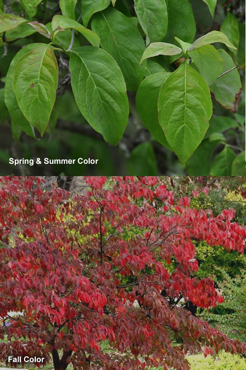  Cherokee Brave Red Dogwood Tree - Cornus Florida- 5 Gallon Pot (5-6')