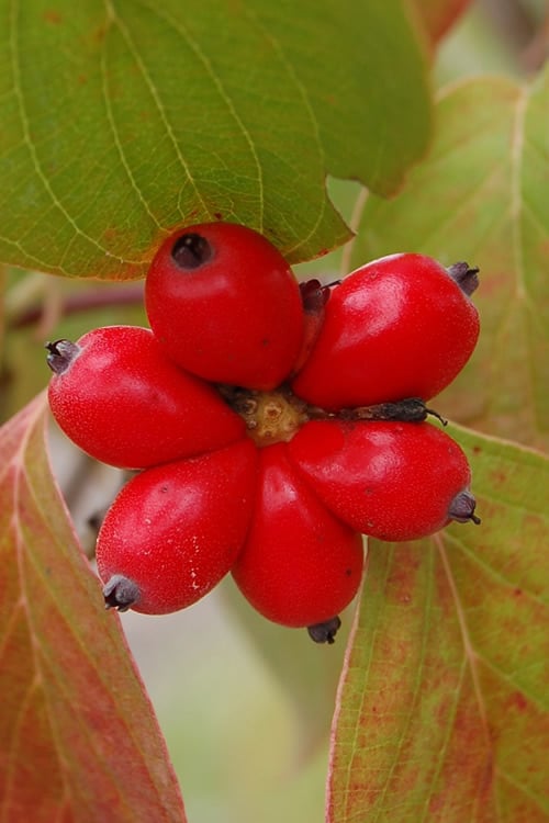  Cherokee Brave Red Dogwood Tree - Cornus Florida - 7 Gallon Pot