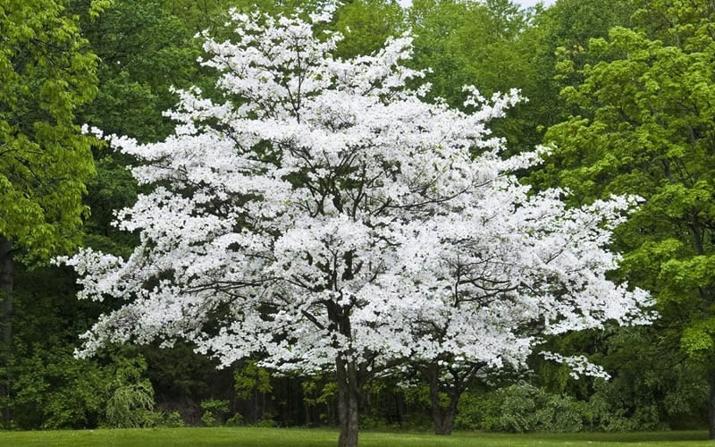  Cherokee Princess White Dogwood - 7 Gallon Pot (4-5') 