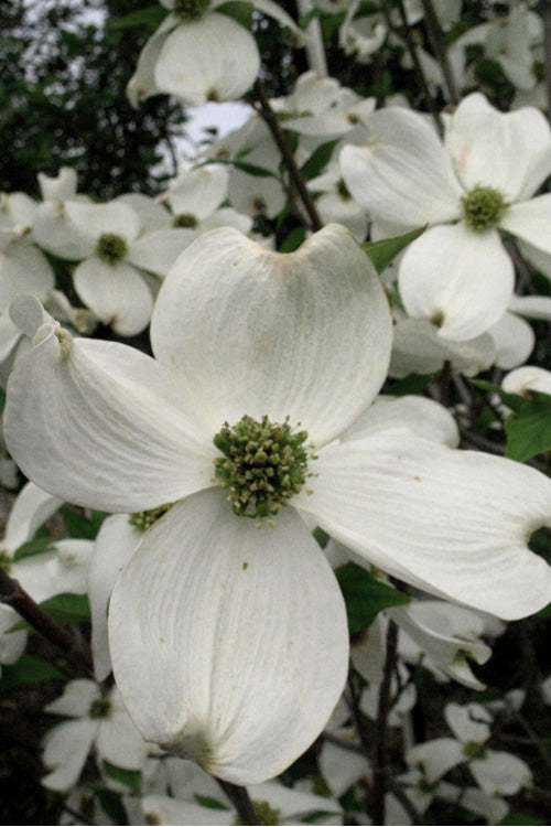  Cherokee Princess White Dogwood - 5 Gallon Pot (6-7')
