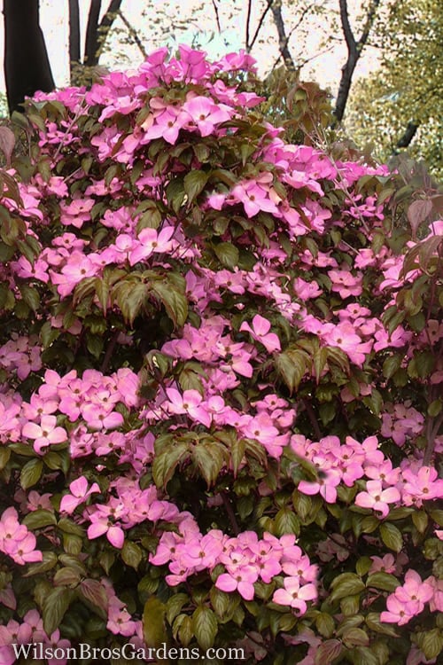  Pink Chinese Dogwood - Cornus Kousa 'Satomi' - 2 Gallon Pot