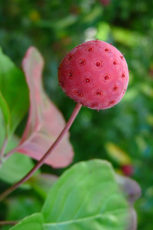  Pink Chinese Dogwood - Cornus Kousa 'Satomi' - 2 Gallon Pot
