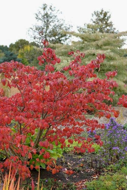  Pink Chinese Dogwood - Cornus Kousa 'Satomi' - 2 Gallon Pot