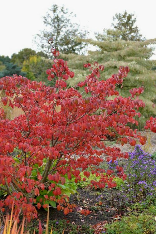  Pink Chinese Dogwood - Cornus Kousa 'Satomi' - 3 Gallon Pot