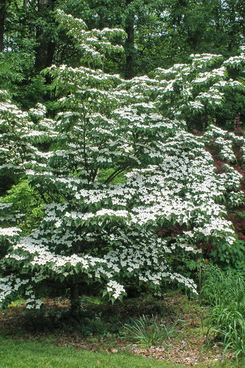  White Kousa Dogwood - Cornus Kousa - 5 Gallon Pot (5-6')