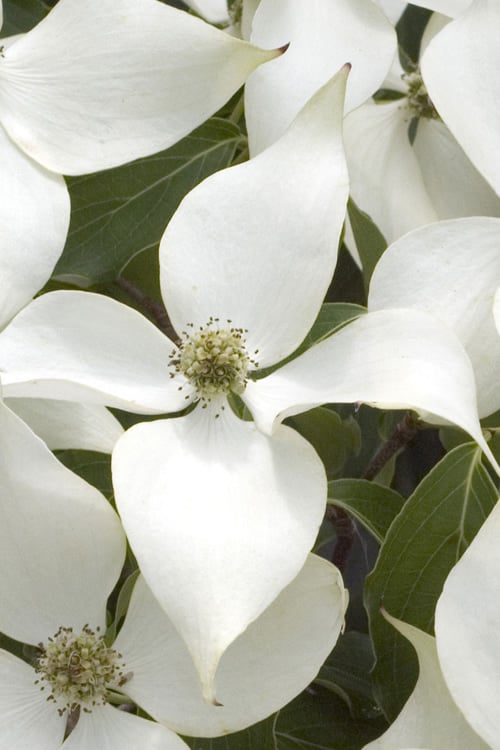  White Kousa Chinese Dogwood (Multi-Trunk) - 7 Gallon Pot (4-5')
