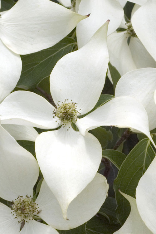  White Kousa Chinese Dogwood - Cornus Kousa - 5 Gallon Pot (3-4')