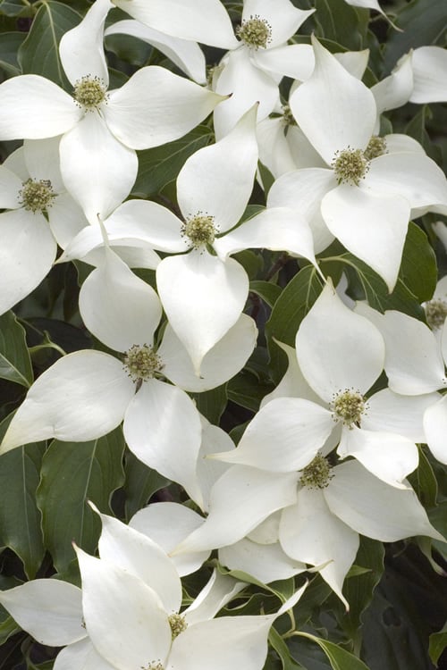  White Kousa Chinese Dogwood (Multi-Trunk) - 7 Gallon Pot (4-5')