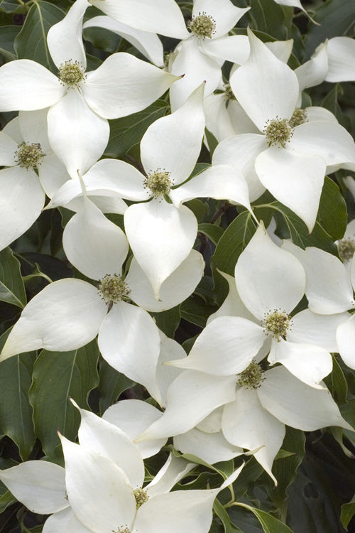  White Kousa Dogwood - Cornus Kousa - 3 Gallon Pot (3-4')
