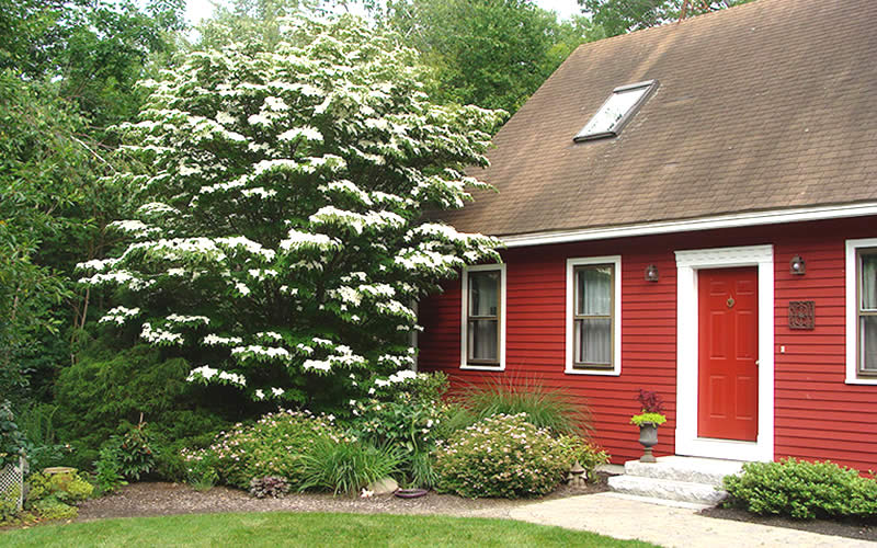  White Kousa Dogwood - Cornus Kousa - 5 Gallon Pot (5-6')