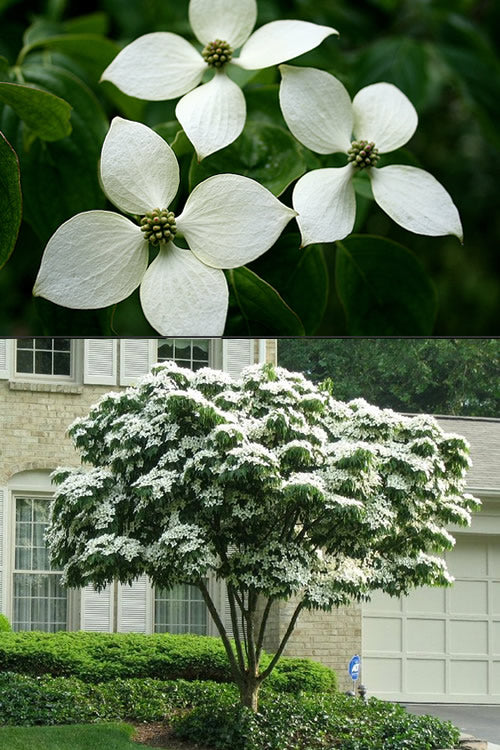  White Kousa Dogwood - Cornus Kousa - 5 Gallon Pot (5-6')