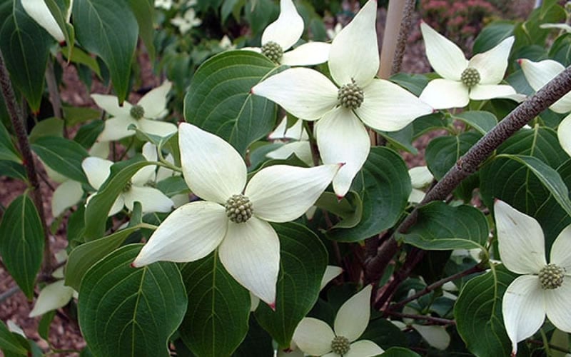  White Kousa Chinese Dogwood (Multi-Trunk) - 7 Gallon Pot (4-5')