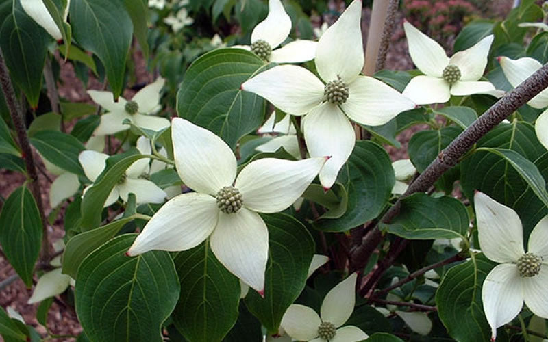  Elizabeth Lustgarten Weeping Kousa Dogwood Tree - 7 Gallon Pot