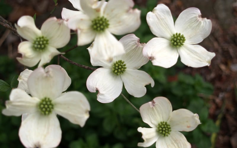  Cherokee Princess White Dogwood - 3 Gallon Pot