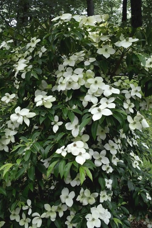  Empress Of China Dogwood - 7 Gallon Pot (3-4') 
