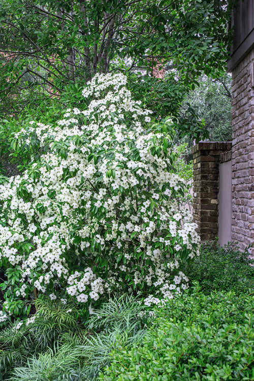  Empress Of China Dogwood - 3 Gallon Pot (4.5- 5.5')