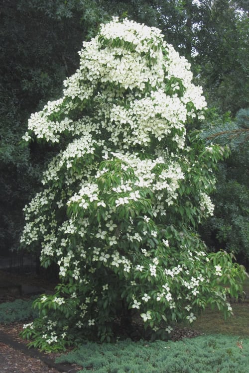  Empress Of China Dogwood - 7 Gallon Pot (3-4') 