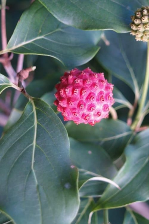  Empress Of China Dogwood - 7 Gallon Pot (3-4') 