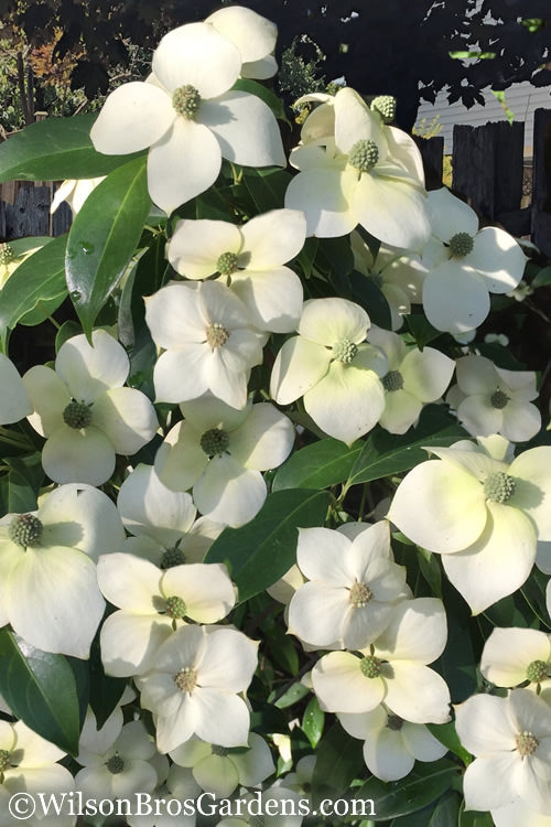  Empress Of China Dogwood - 1 Gallon Pot
