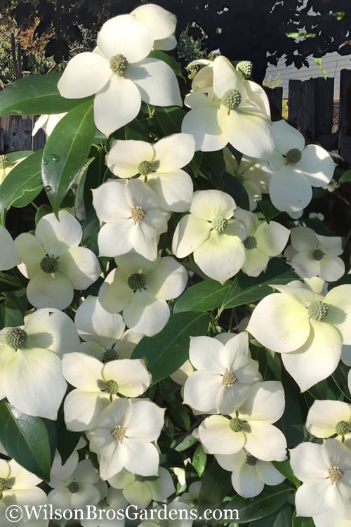  Empress Of China Dogwood - 7 Gallon Pot (3-4') 