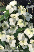  Empress Of China Dogwood - 7 Gallon Pot (3-4') 