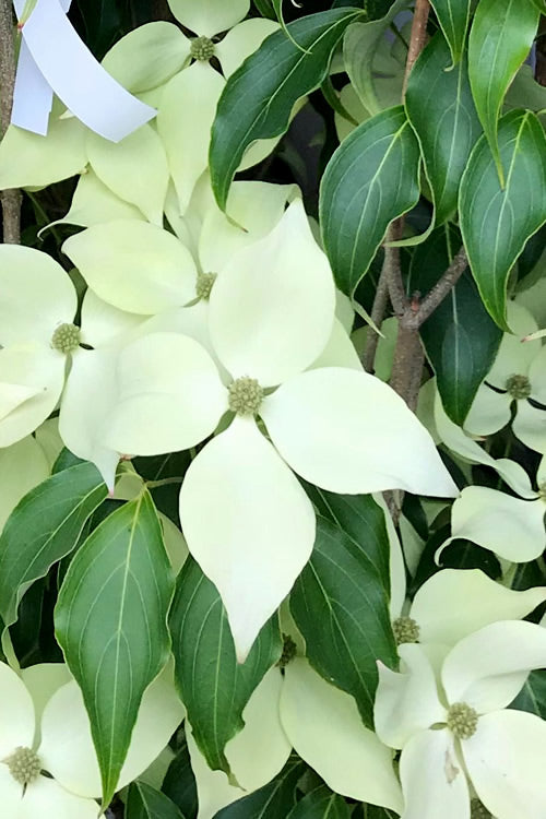  Greensleeves Dogwood (Cornus Kousa) - 1 Gallon Pot