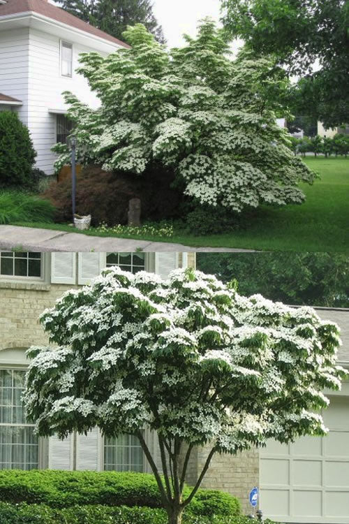  Greensleeves Dogwood (Cornus Kousa) - 1 Gallon Pot