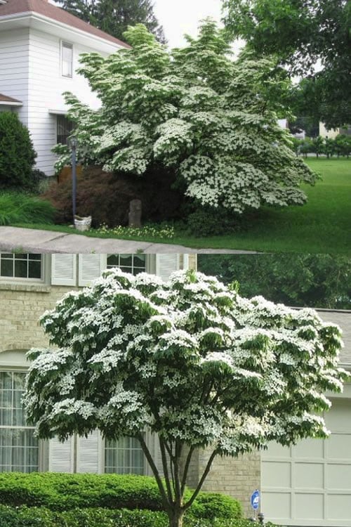  Greensleeves Dogwood - Cornus Kousa - 5 Gallon Pot