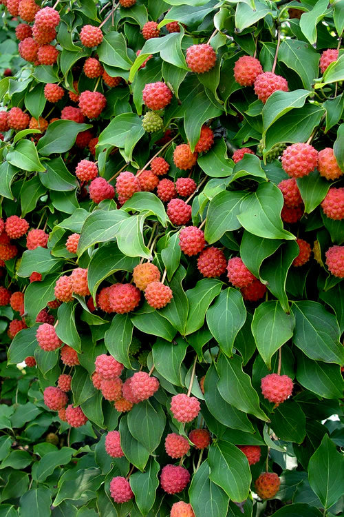  Greensleeves Dogwood (Cornus Kousa) - 1 Gallon Pot