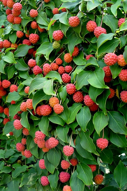  Greensleeves Dogwood - Cornus Kousa - 5 Gallon Pot