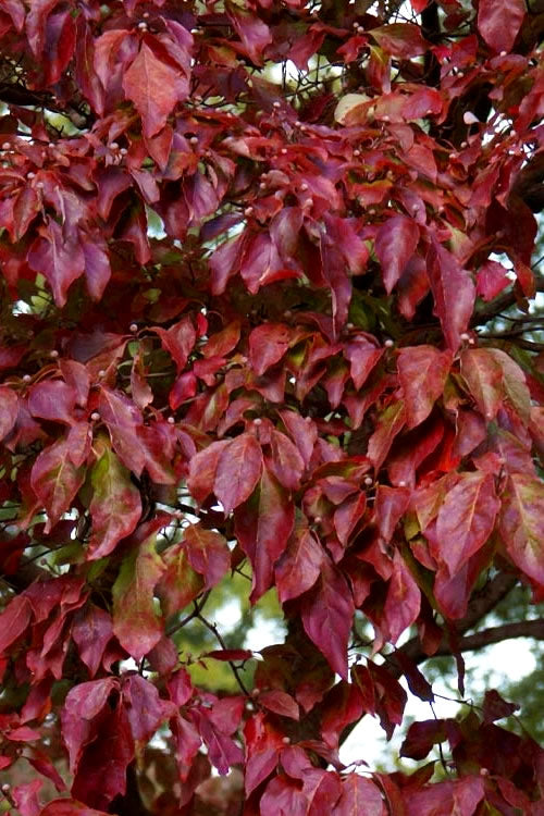  Greensleeves Dogwood (Cornus Kousa) - 1 Gallon Pot