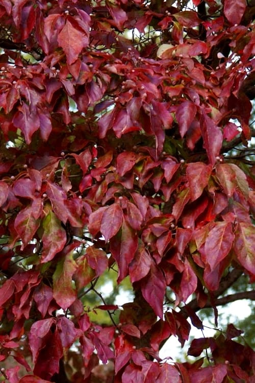 Greensleeves Dogwood - Cornus Kousa - 5 Gallon Pot