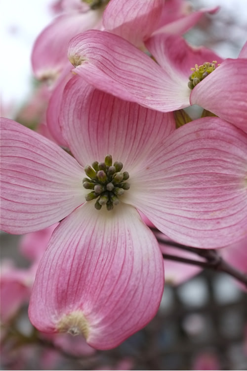  Pink Dogwood Tree (Cornus Florida Rubra)- 3 Gallon Pot (3-4')