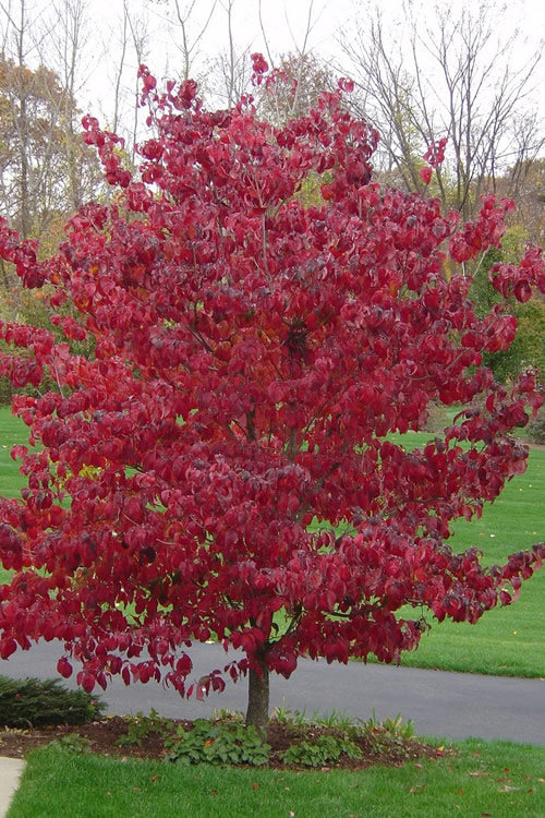  Pink Dogwood Tree (Cornus Florida Rubra) - 3 Gallon Pot (2.5-3')