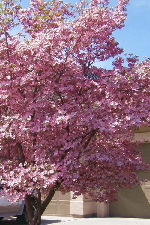 Pink Dogwood Tree (Cornus Florida Rubra)- 3 Gallon Pot (3-4')