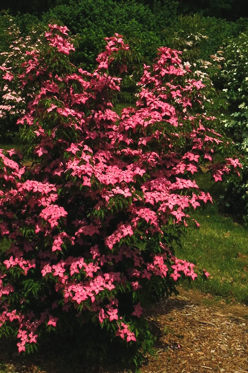  Scarlet Fire Dogwood (Cornus Kousa) - 1 Gallon Pot